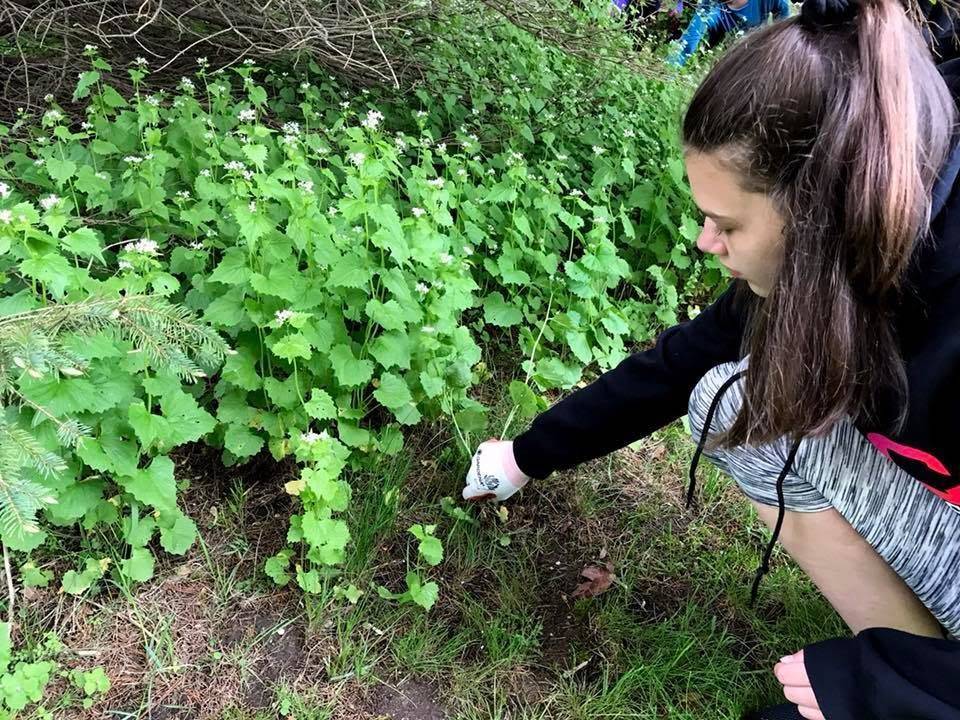 Student pulling invasive plant